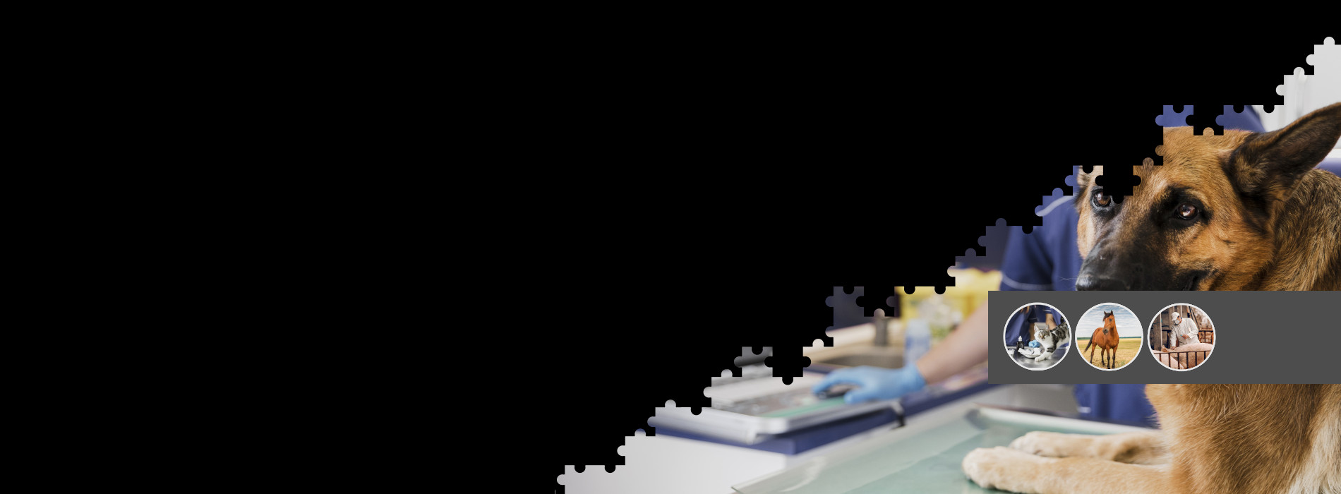 platform kinetics veterinary technology